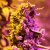 Doctor's Choice Seeds Doctor's Choice #1 Auto Feminized