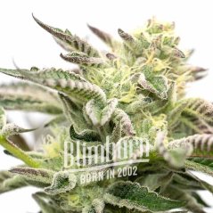Blimburn Seeds Feminizované semená kanabisu Gorilla Sherbet