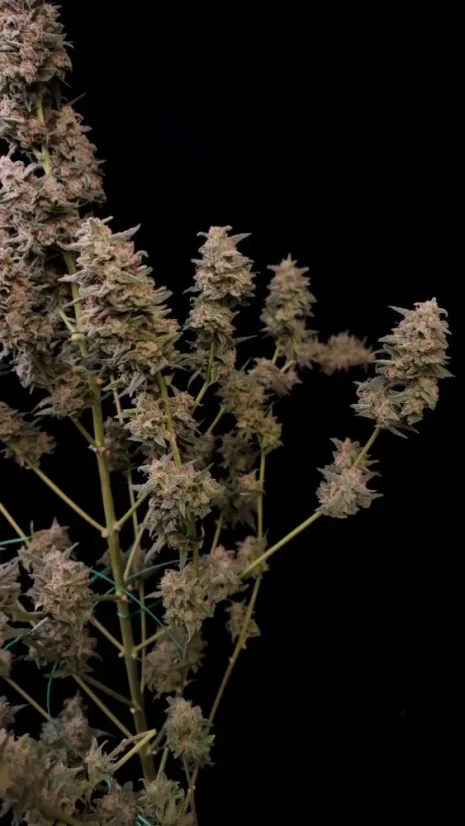 Fast Buds Cannabis Seeds Critical Auto