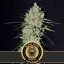 Blimburn Seeds Kannabiksen siemenet Mamba Negra Fast Blooming