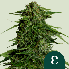 Royal Queen Seeds Kannabiksen siemenet Epsilon F1 Auto