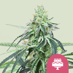 Royal Queen Seeds Feminizované svadobné gelato z kanabisových semienok