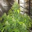 Doctor's Choice Seeds Devotchka Auto Feminized