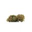 Canalogy HHC gėlė Violetinė Karalienė 40 %, 1g - 1000g
