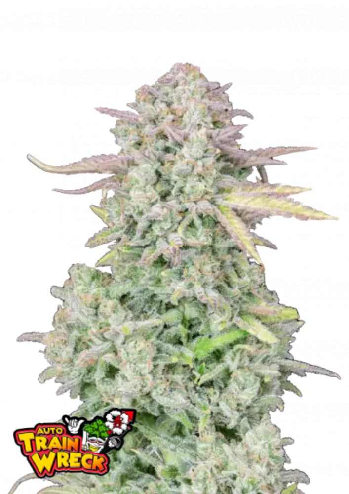 Friday next Friday ICE CUBE マリファナ 大麻 CBD Ice Cube Launches Marijuana Line Fryday Kush