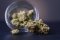 Different cultivation methods complicate the selection of CBD flowers