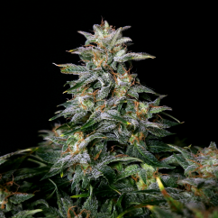 Doctor´s Choice Seeds Lowryder regular (IBL) Auto Regular