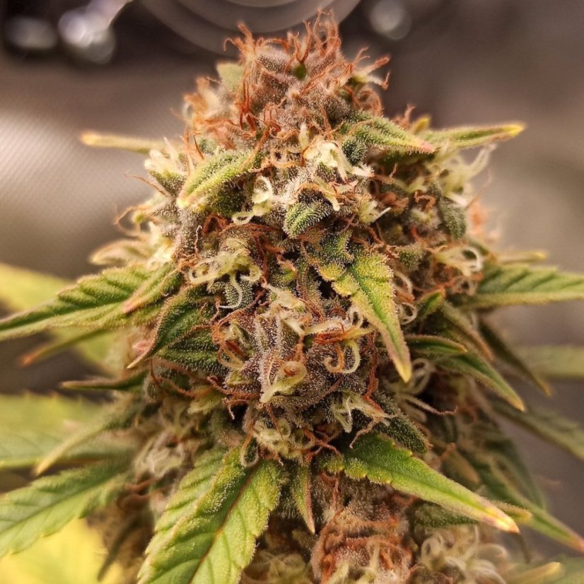 Doctor's Choice Seeds Purple Ryder Auto Feminized
