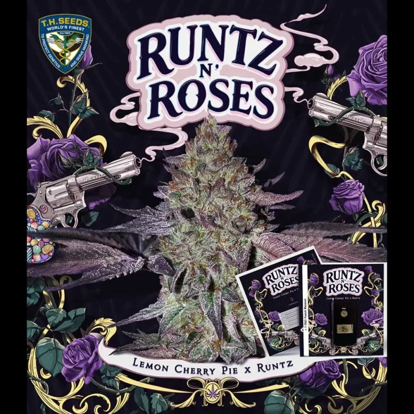 T.H.Seeds™ Cannabis Seeds Runtz N' Roses, eri pakkaus, feminisoitu