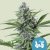 Royal Queen Seeds Seminte de canabis Fast Eddy Auto (high CBD)
