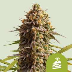 Royal Queen Seeds Kannabiksen siemenet Hääkakku Auto