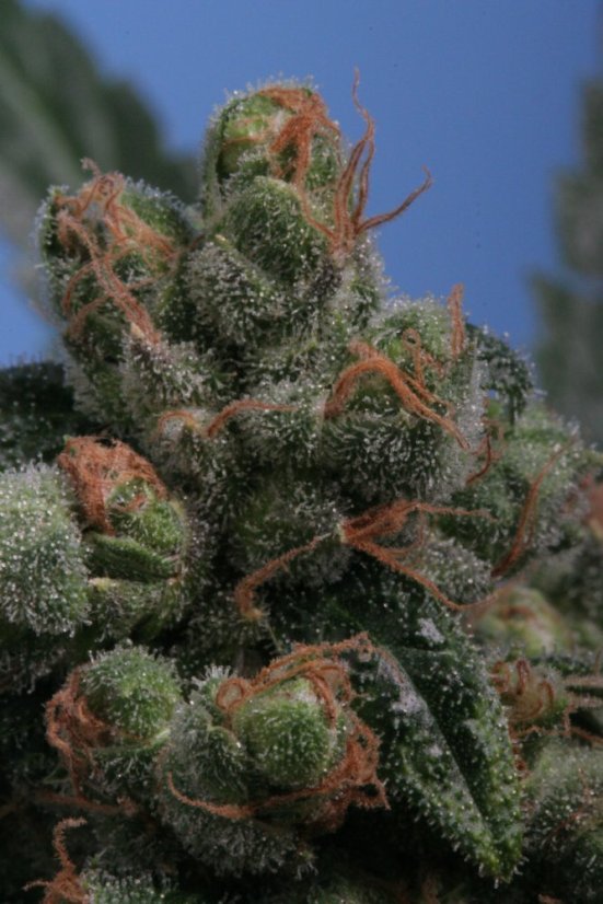 T.H.Seeds™ Kannabiksen siemenet SAGE™n Sour, eri pakkaus, tavallinen