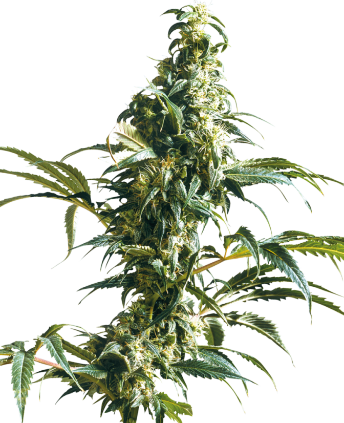 Sensi Seeds Kannabiksen siemenet Mexican Sativa® Regular, 10 kpl