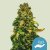 Royal Queen Seeds Cannabis Seeds Solomatic Auto (magas CBD)