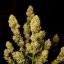 Doctor´s Choice Seeds DC Kush Photo Feminized