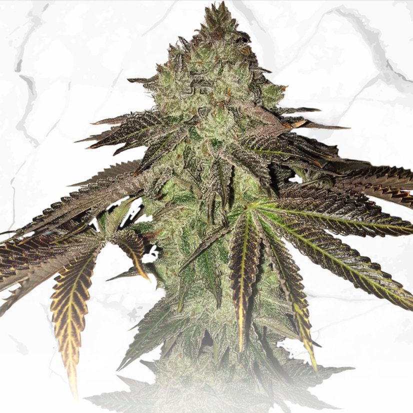 T.H.Seeds™ Cannabis Seeds Limited Regular Edition Gelato 33 X Birthday Cake X SBC, 11 kpl