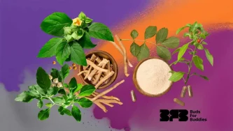 Ashwaganda (Withania somnifera) in the form of herb, root and ground powder (extract) Ashwaganda (Withania somnifera) in the form of herb, root and ground powder (extract)