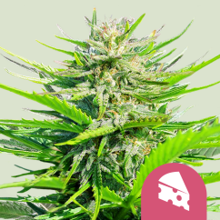 Royal Queen Seeds Kráľovský syr zo semien kanabisu – rýchlo feminizovaný