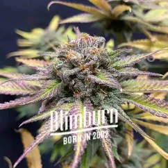 Blimburn Seeds Cannabis Seeds Jealousy Feminized