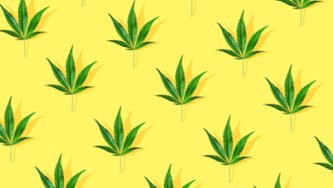 CBG versus CBD