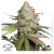 Dutch Passion Semená kanabisu CBD Auto Charlotte's Angel® Autoflowering