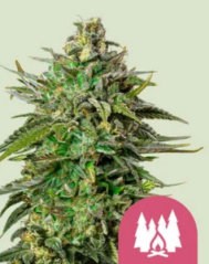 Royal Queen Seeds Cannabisfrø Larry OG feminisert