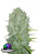 Fast Buds Cannabis Seeds Northern Lights Auto