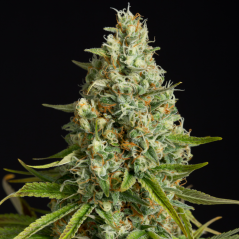 Silent Seeds Classic Cannabis Seeds Amnesia Lemon Feminized