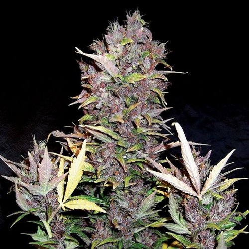 Doctor's Choice Seeds Purple Ryder Auto Feminized
