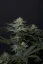 Fast Buds Cannabis Seeds GG4 Sherbet FF