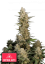Fast Buds Cannabis Seeds Critical Auto