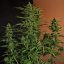 Doctor's Choice Seeds Devotchka Auto Feminized