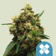 Royal Queen Seeds Cannabis Seeds Painkiller XL Feminized (magas CBD)