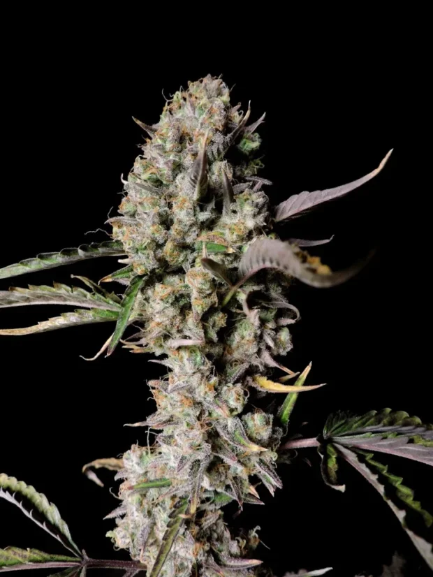 ファストバッズ 大麻種子 ゴリラ ズキットルズ オート - 個数: 5個