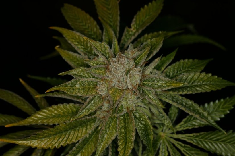 T.H.Seeds™ Kannabiksen siemenet MK-Ultra™, eri pakkaus, tavallinen