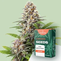 Canntropy Насіння Auto Gorilla Punch (Автоцвітна)