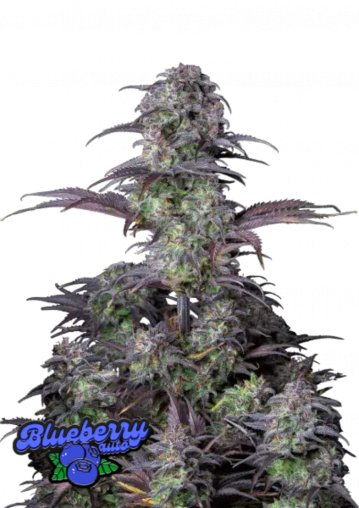Friday next Friday ICE CUBE マリファナ 大麻 CBD Friday next Friday ICE CUBE マリファナ 大麻 CBD DVD