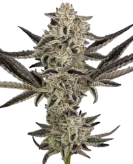 Sensi Seeds Cannabis Seeds Purple Pickle Autoflowering