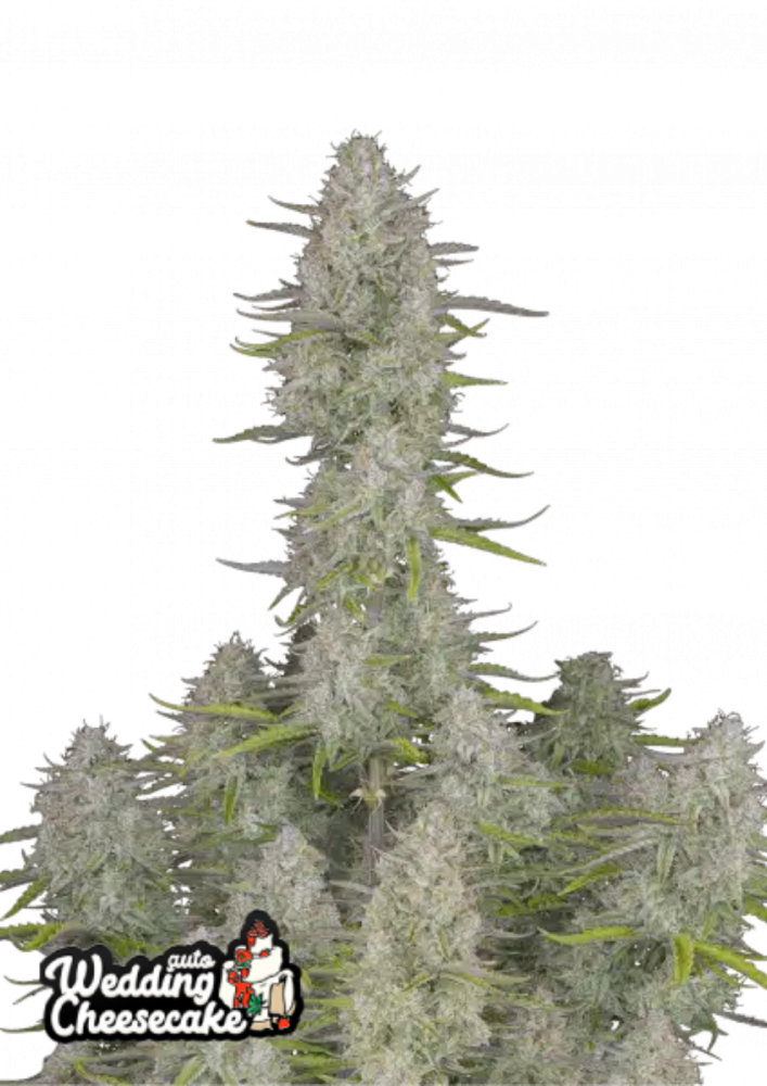 ファストバッズ 大麻種子 ウェディングチーズケーキ オート