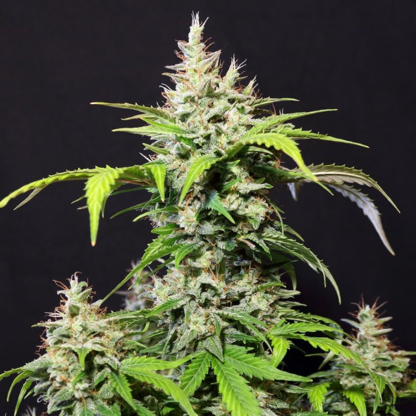 Doctor´s Choice Seeds DC Cure 1:1 Auto Feminized