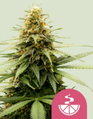 Royal Queen Seeds Cannabisfrø Sitron Skunk feminisert