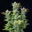 Royal Queen Seeds Cannabis Seeds Quick One Auto
