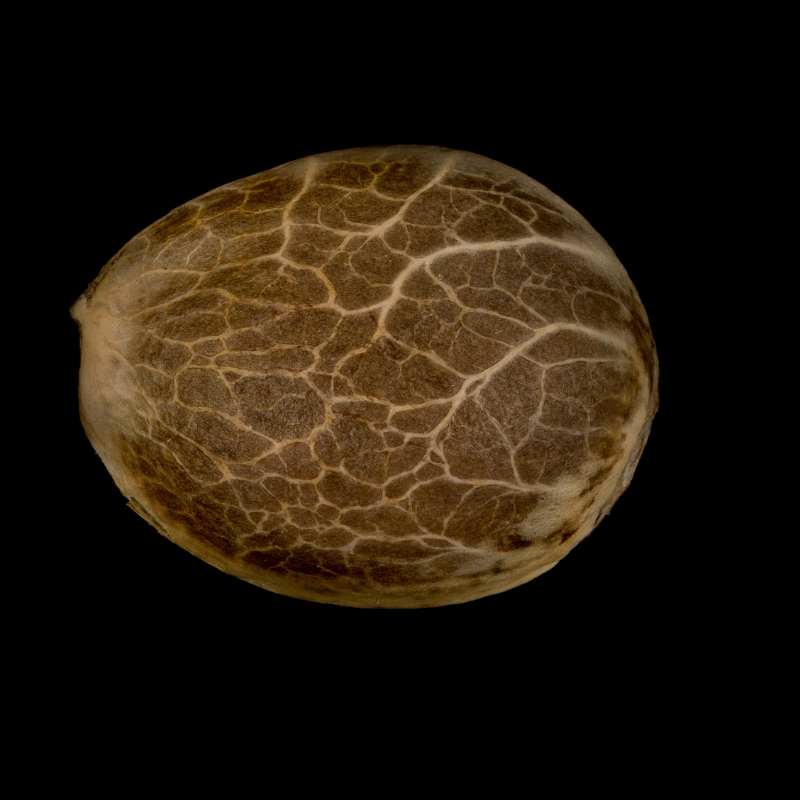 Silent Seeds Classic Cannabis Seeds Amnesia Lemon Feminized