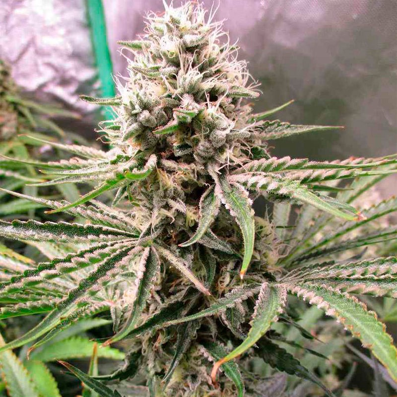 Silent Seeds Classic Cannabis Seeds Amnesia Lemon Feminized