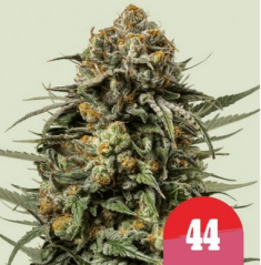 Royal Queen Seeds Семе канабиса Гелато 44 Феминизед