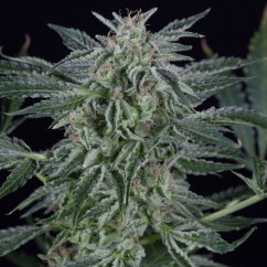 Silent Seeds Cannabis Seeds Critical Jack Auto Feminized