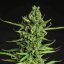 Doctor's Choice Seeds Devotchka Auto Feminized