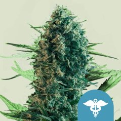 Royal Queen Seeds Seminte de canabis Royal Medic feminizate (concentrat ridicat de CBD)