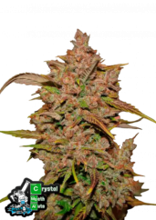 Fast Buds Cannabis Seeds Crystal Meth Auto