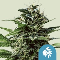 Royal Queen Seeds Cannabis Seeds Tatanka Pure Feminized (magas CBD)